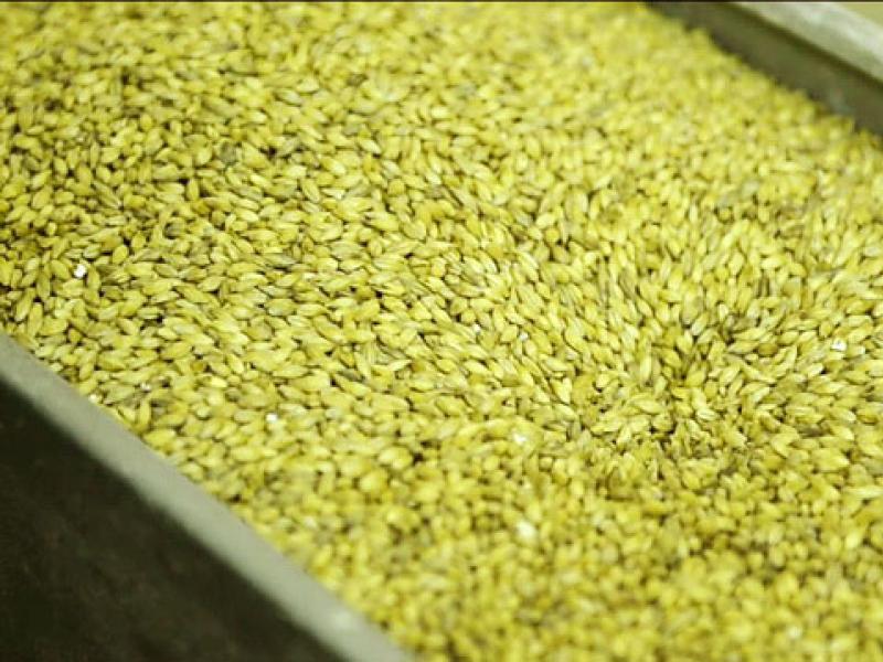 Простой рецепт самогона из пшеницы в домашних условиях